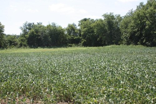 Property photo 5 - 78 Acres offered in 1 tract
